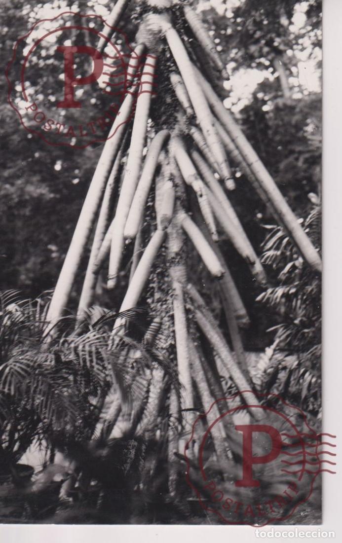 Postales: ASIA. INDONESIA. INDONESIE. RPPC. FOTOGRAFICA