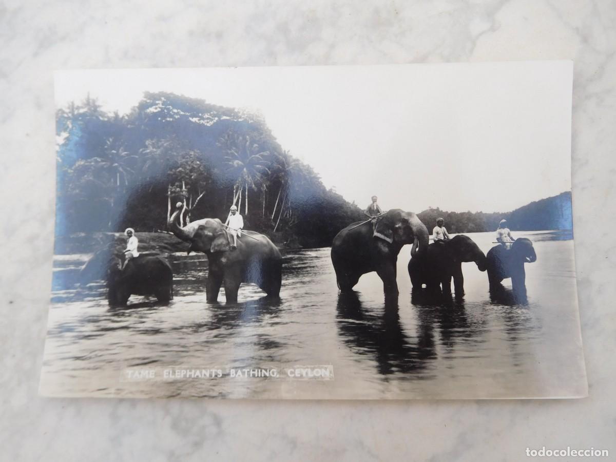 Postales: Postal de Sri Lanka. Ceylon. Tame elephants bathing