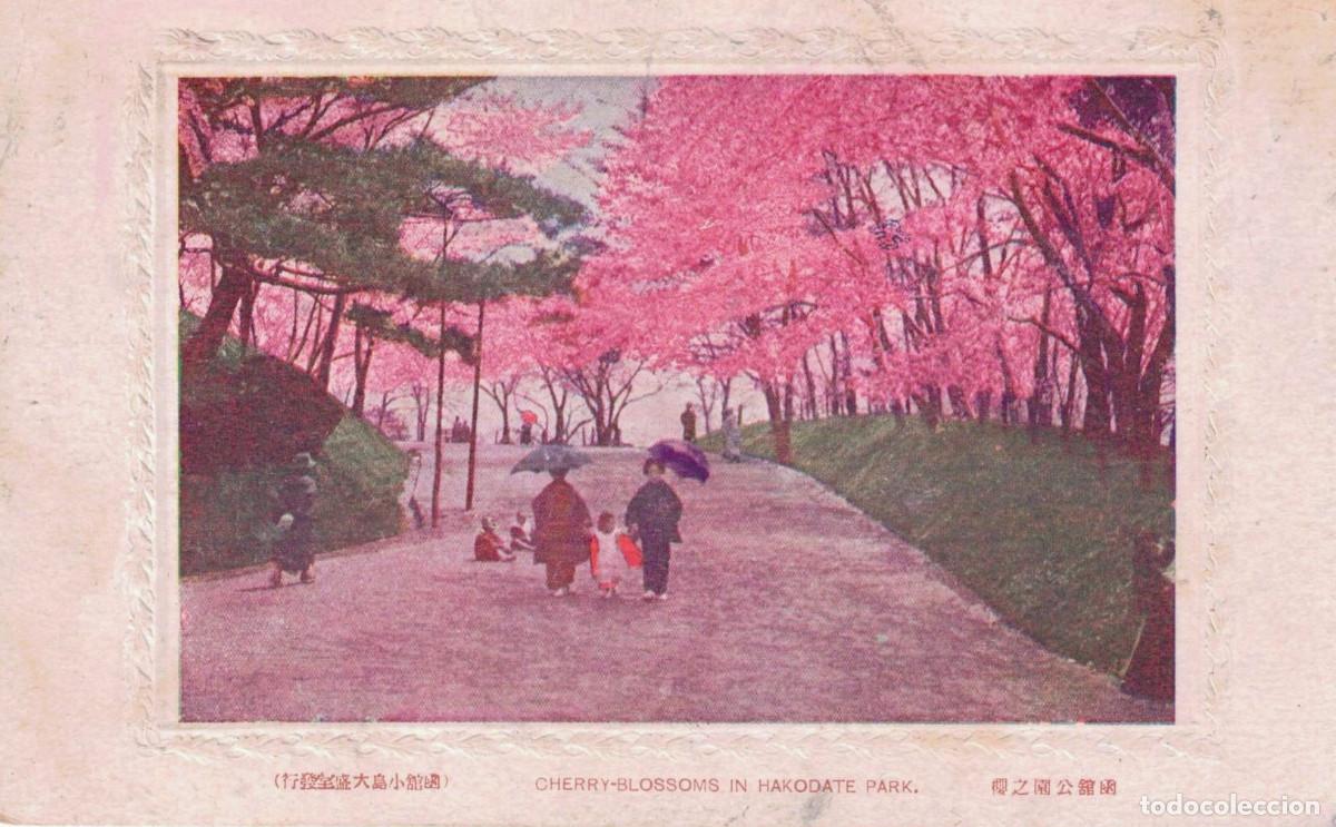 Postales: TARJETA POSTAL - CHERRY-BLOSSOMS IN HAKODATE PARK - JAP&Oacute;N - SIN CIRCULAR