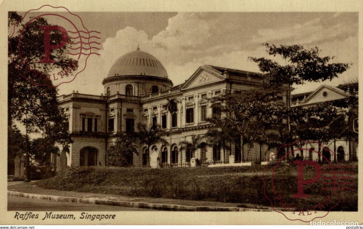 Cartoline: RAFFLES MUSEUM SINGAPORE RPPC SINGAPUR ASIA