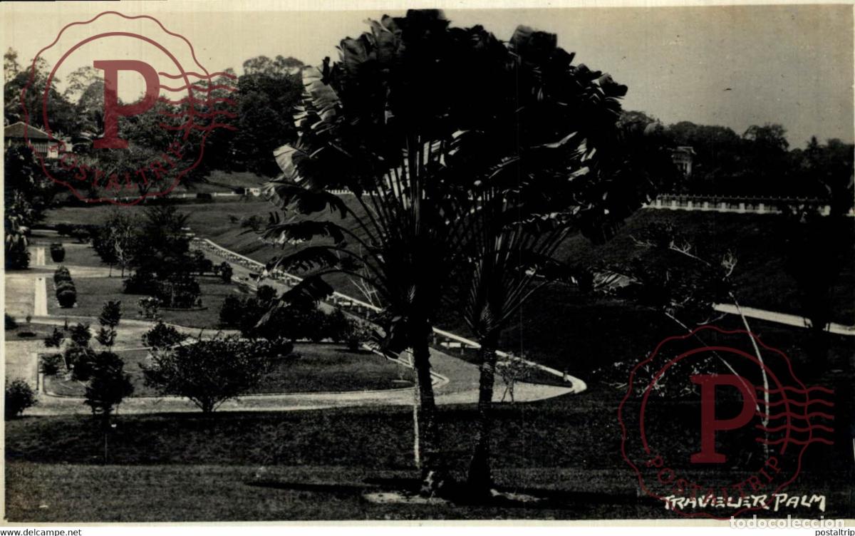 Cartoline: TRAVELER PALM SINGAPORE RPPC SINGAPUR ASIA