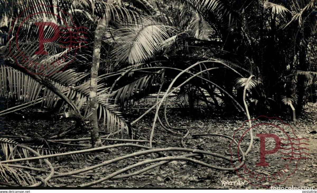 Cartoline: PALMS AND ROOTS BOTANICAL GARDEN? RPPC SINGAPORE SINGAPUR ASIA