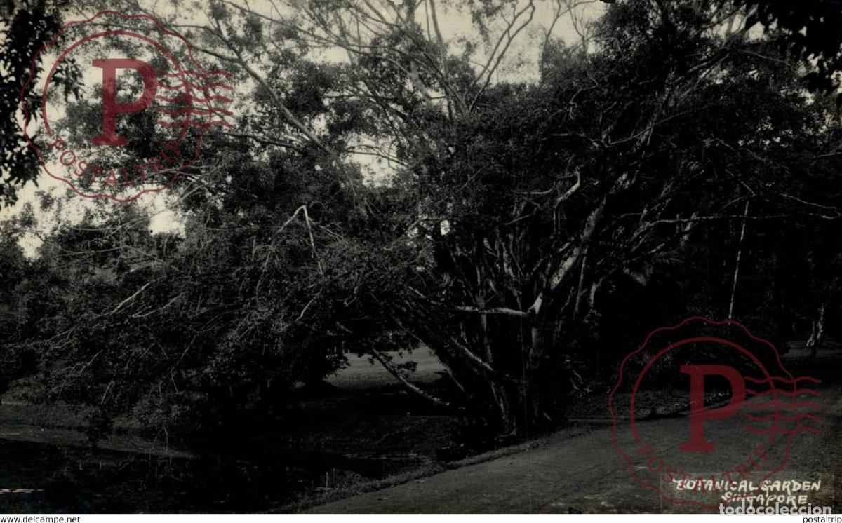 Cartoline: INTERIOR OF BOTANICAL GARDEN SINGAPORE RPPC SINGAPORE SINGAPUR ASIA