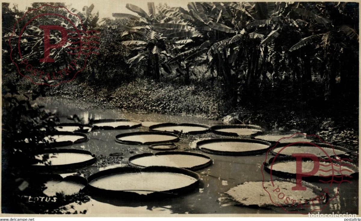 Cartoline: LOTUS RPPC INTERIOR OF BOTANICAL GARDEN SINGAPORE SINGAPUR ASIA
