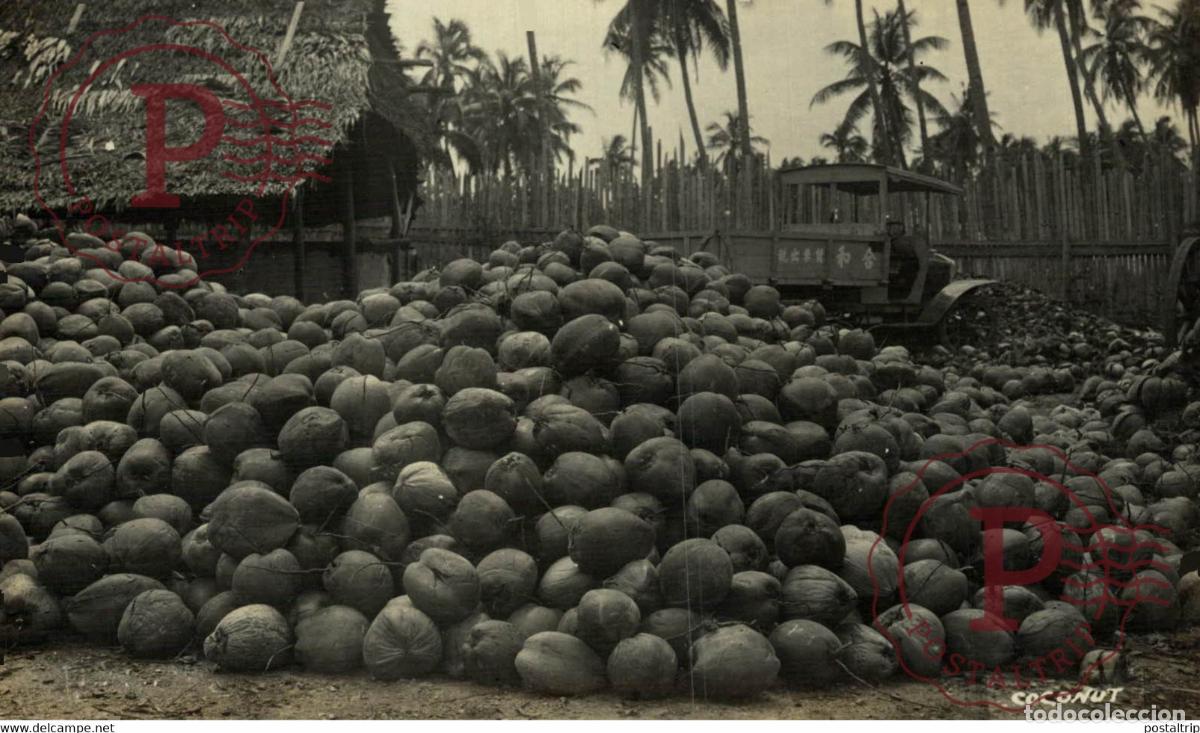 Postkarten: COCONUT RPPC SINGAPORE SINGAPUR ASIA