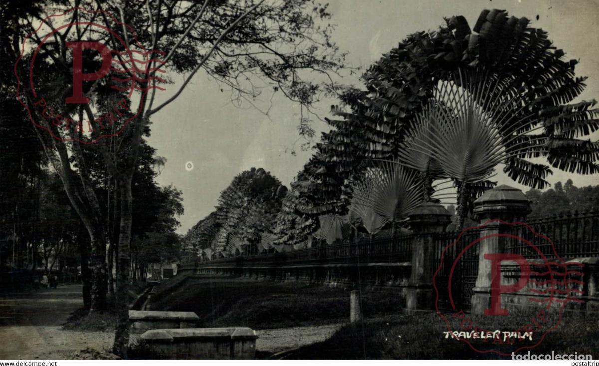Postkarten: TRAVELLER PALM RPPC SINGAPORE SINGAPUR ASIA