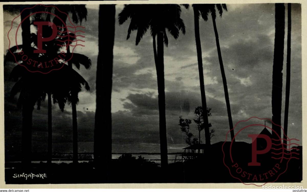 Postkarten: PALM TREES LANDSCAPE SUNSET RPPC SINGAPORE SINGAPUR ASIA