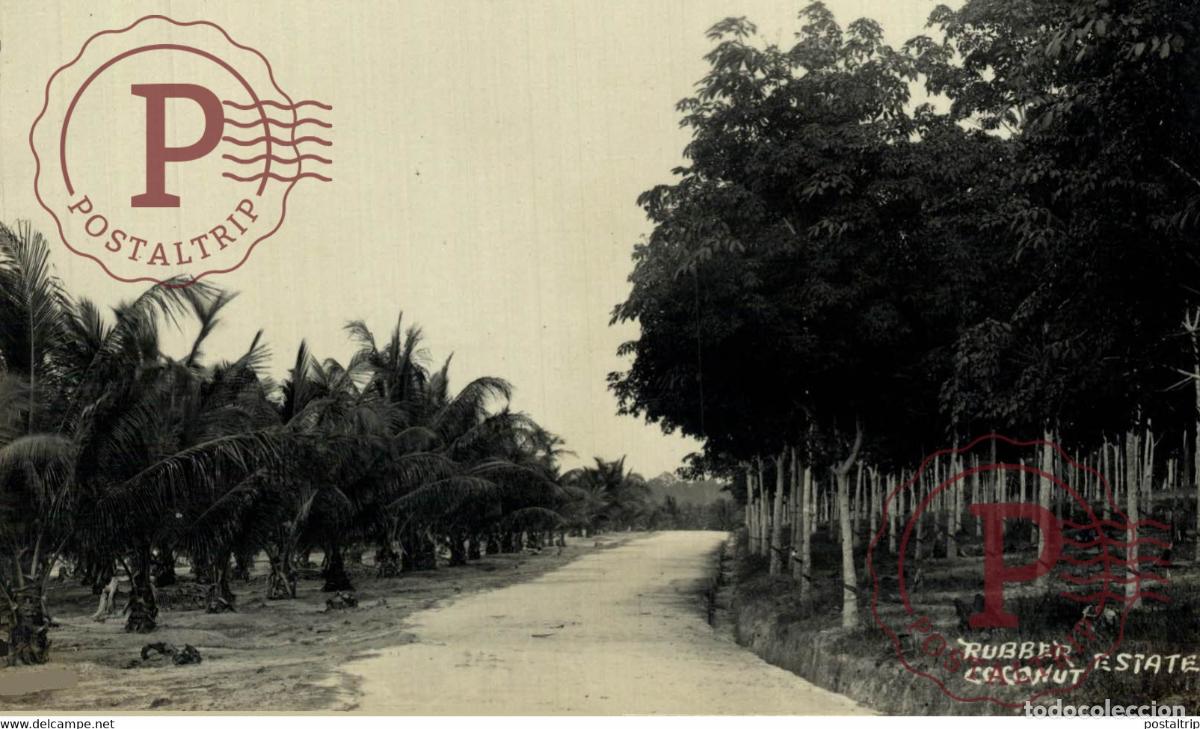 Postkarten: RUBBER ESTATE COCONUT RPPC SINGAPORE SINGAPUR ASIA