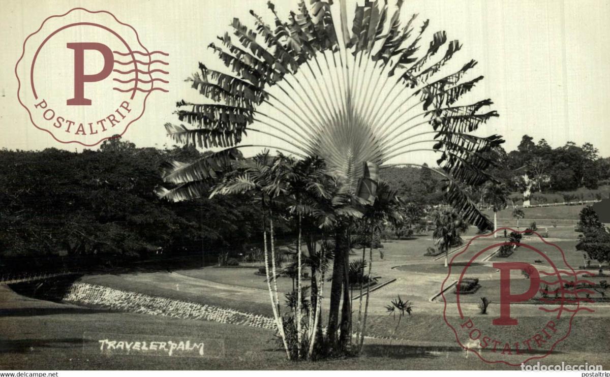 Postkarten: TRAVELER PALM RPPC SINGAPORE SINGAPUR ASIA