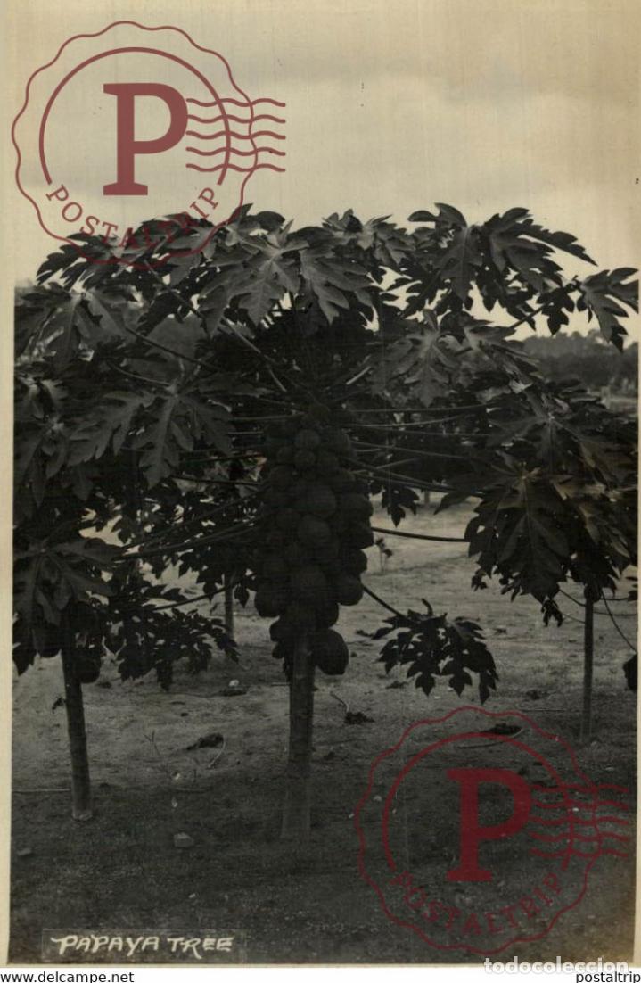 Postkarten: PAPAYA TREE RPPC SINGAPORE SINGAPUR ASIA