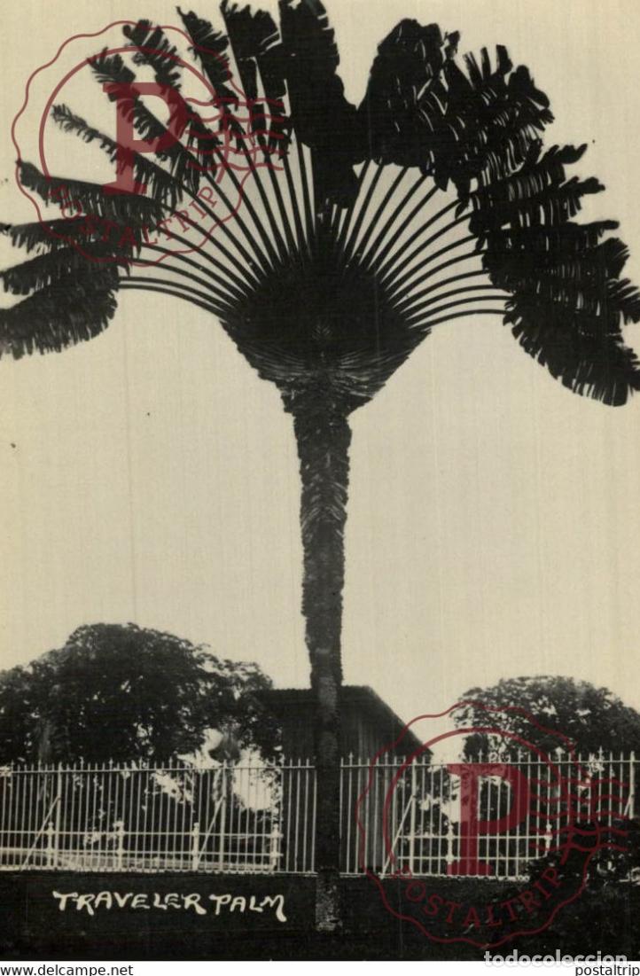 Postkarten: TRAVELER PALM RPPC SINGAPORE SINGAPUR ASIA