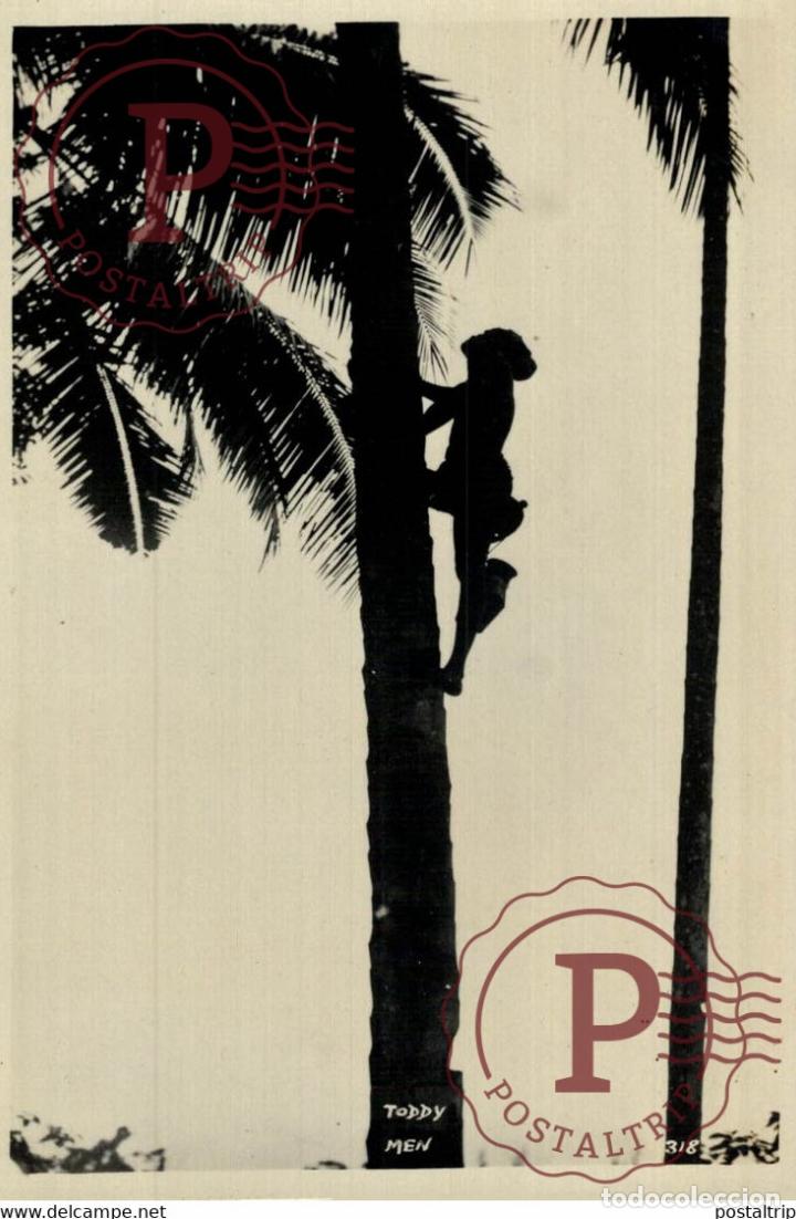 Postkarten: TODDY MEN PALM TREE NATIVE CLIMBER RPPC SINGAPORE SINGAPUR ASIA