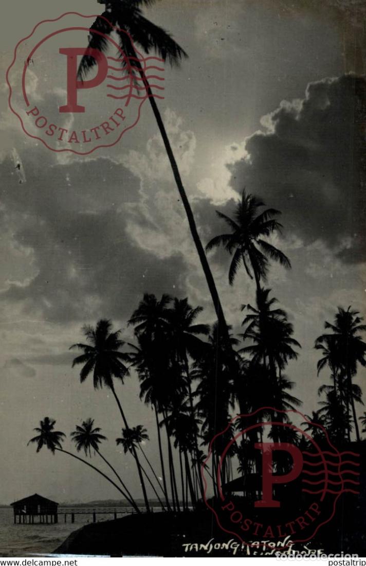 Postkarten: TANJONG KATONG PALM TREE RPPC SINGAPORE SINGAPUR ASIA