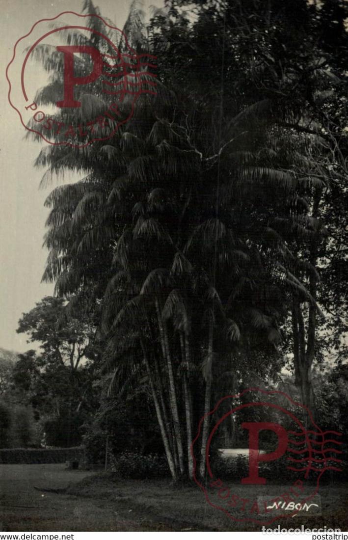 Postkarten: NIBON BOTANICAL GARDEN RPPC SINGAPORE SINGAPUR ASIA