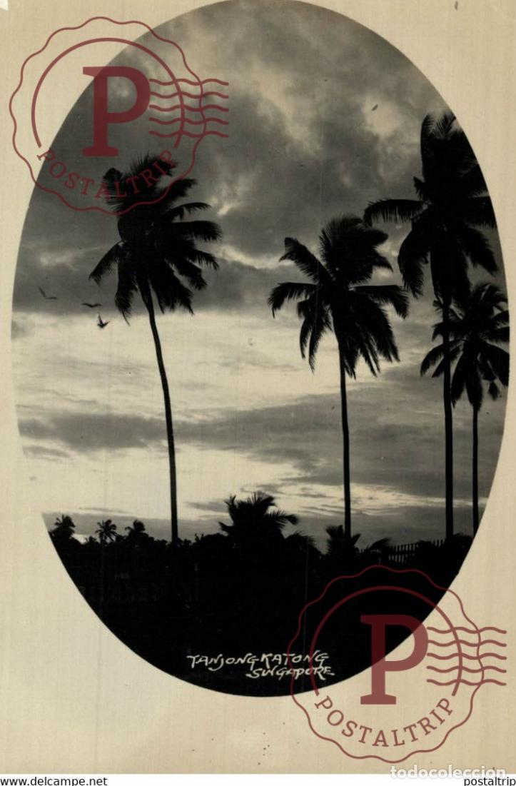 Postkarten: TANJONG KATONG PALM TREE RPPC SINGAPORE SINGAPUR ASIA