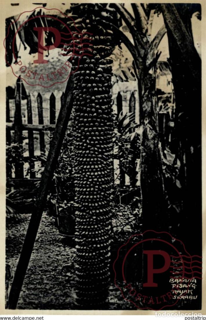 Postkarten: BANANA PISANG RAJAK SURABU RPPC SINGAPORE SINGAPUR ASIA