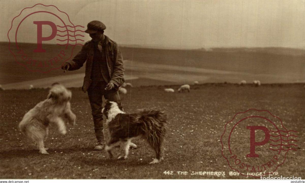 Postales: THE SHEPHERDS BOY PLAYING WITH SHEPHERD DOGS JUDGES LTD RPPC SINGAPORE SINGAPUR ASIA
