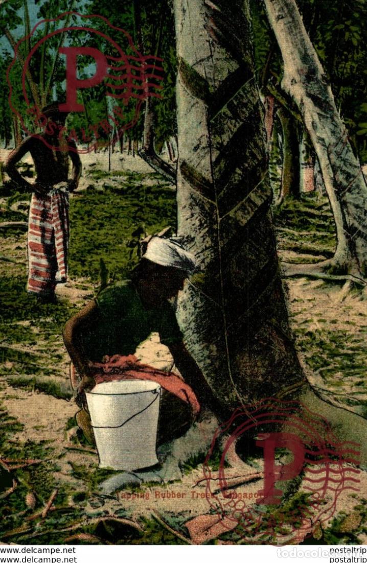 Postales: SINGAPUR SINGAPORE. TAPPING RUBBER TREES - Foto 1