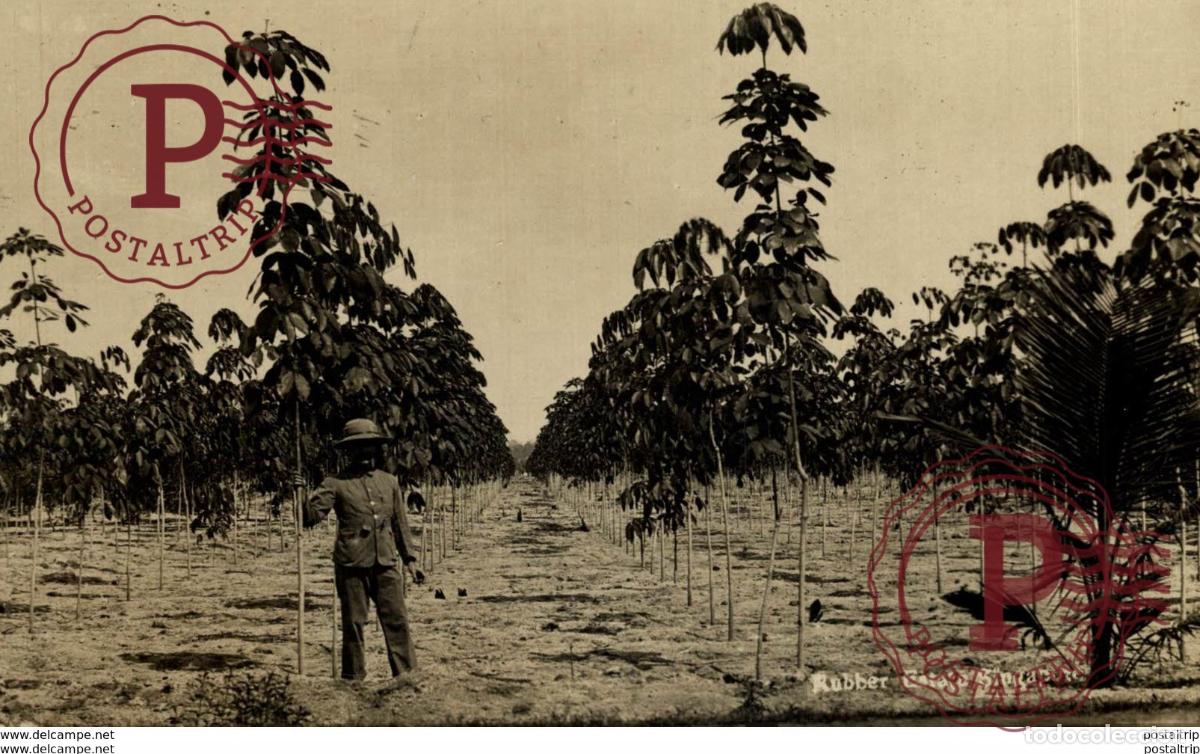 Postales: SINGAPUR SINGAPORE. - RUBBER ESTATE. - REAL PHOTO