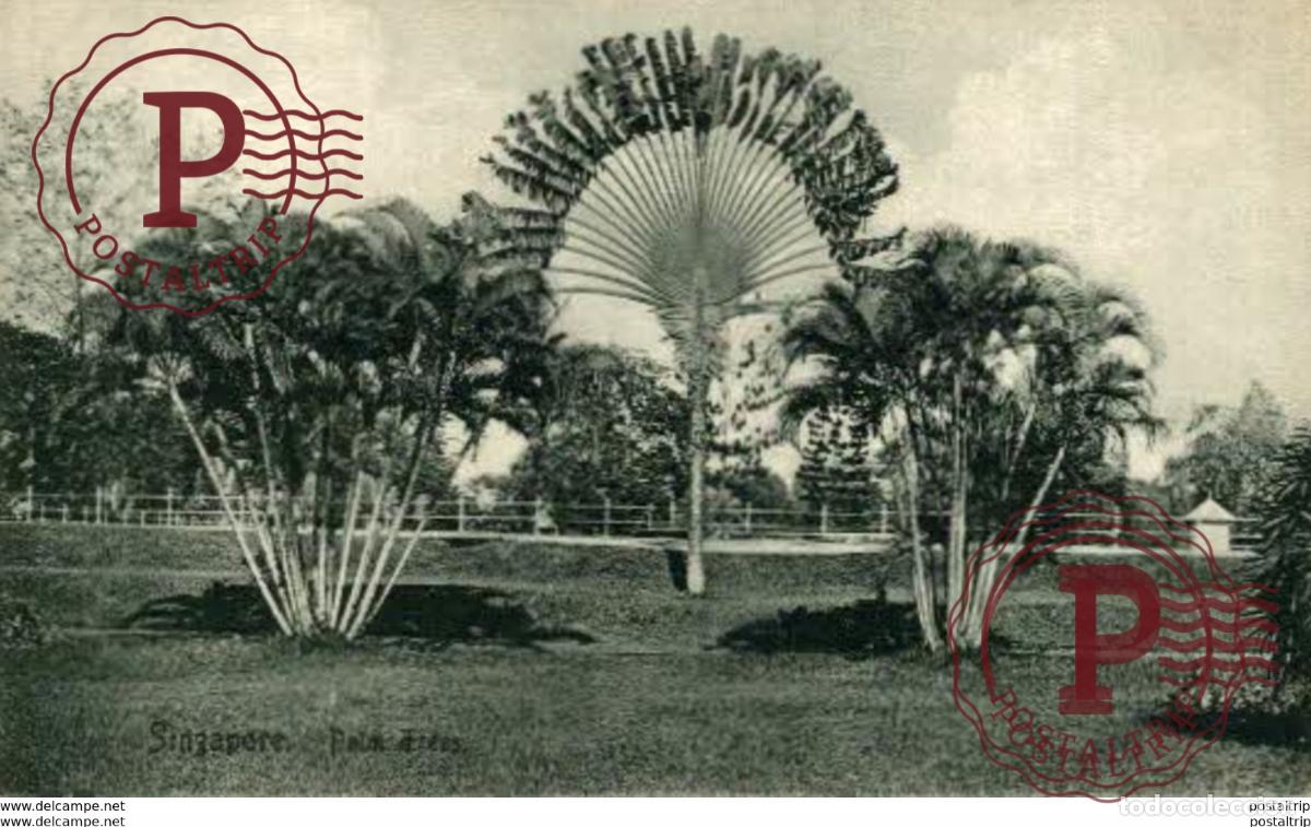 Postales: SINGAPUR SINGAPORE. PALM TREES