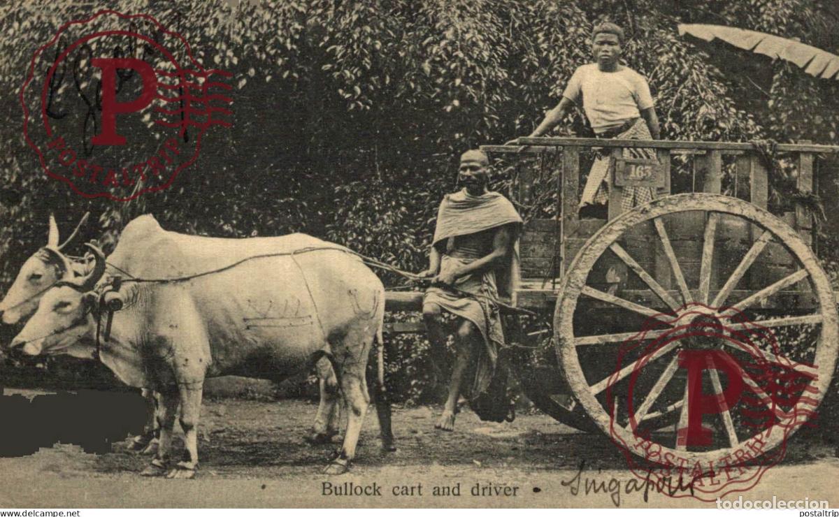 Postales: SINGAPUR - SINGAPOUR - SINGAPORE. Bullock Cart and Driver
