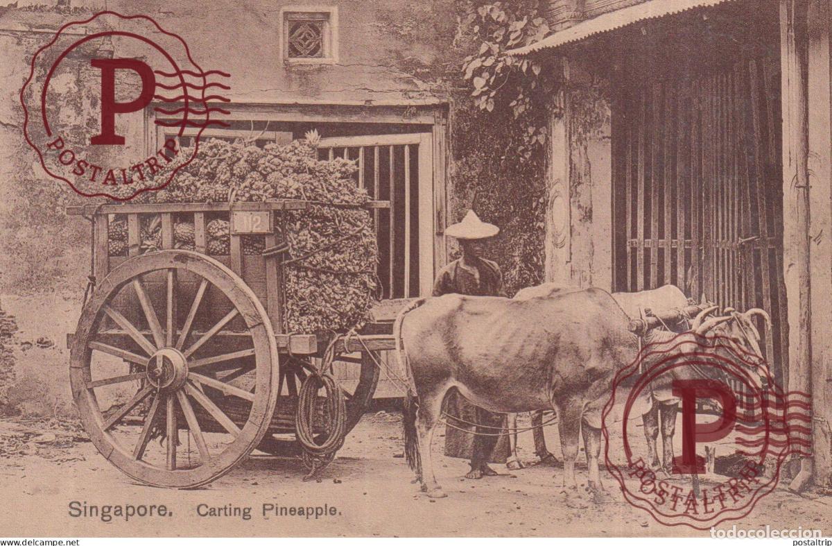 Cartes Postales: SINGAPUR SINGAPOUR SINGAPORE. CARTING PINEAPPLE