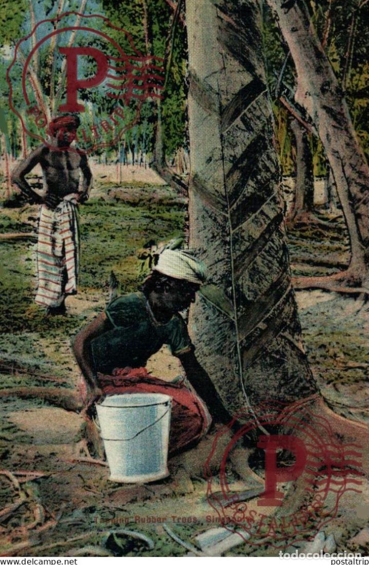 Cartes Postales: SINGAPUR. SINGAPORE, TAPPING RUBBER TREES.