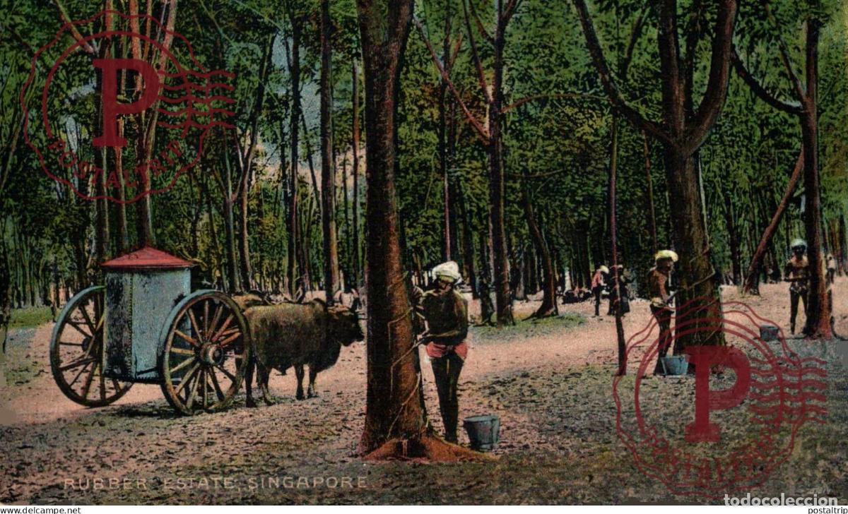 Postales: SINGAPUR. SINGAPORE, RUBBER ESTATE.