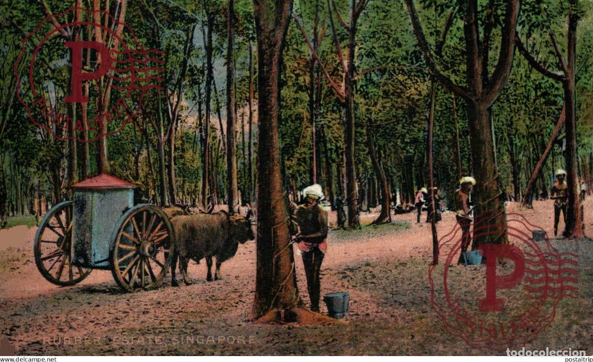 Postales: SINGAPUR. SINGAPORE, RUBBER ESTATE.