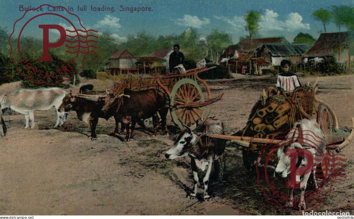 Postales: SINGAPUR. SINGAPORE, BULLOCK CARTS UN FULL LOADING - Foto 1