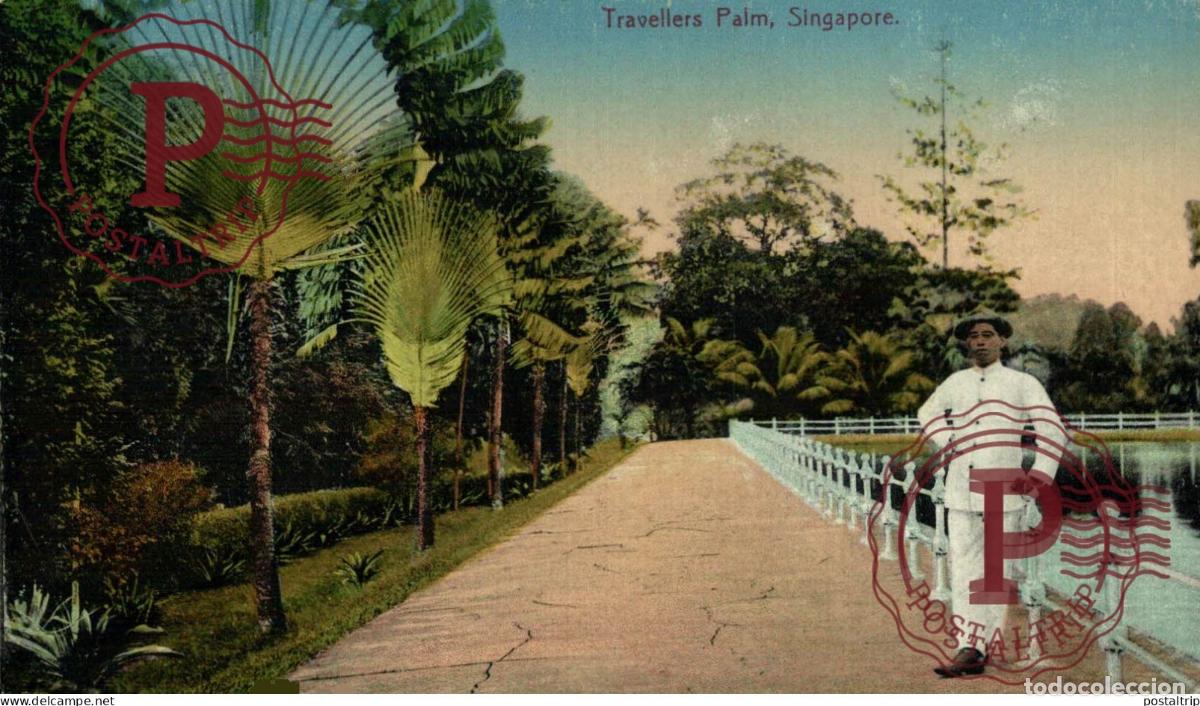Postales: SINGAPUR. SINGAPORE, Travellers Palm