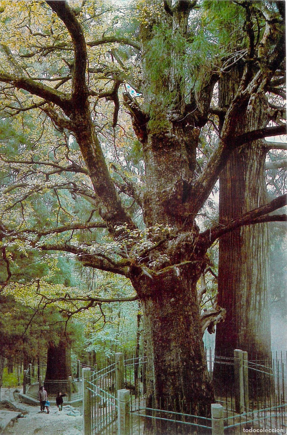 Cartes Postales: Postal de los Tres &Aacute;rboles Ancestrales de Lushan, China