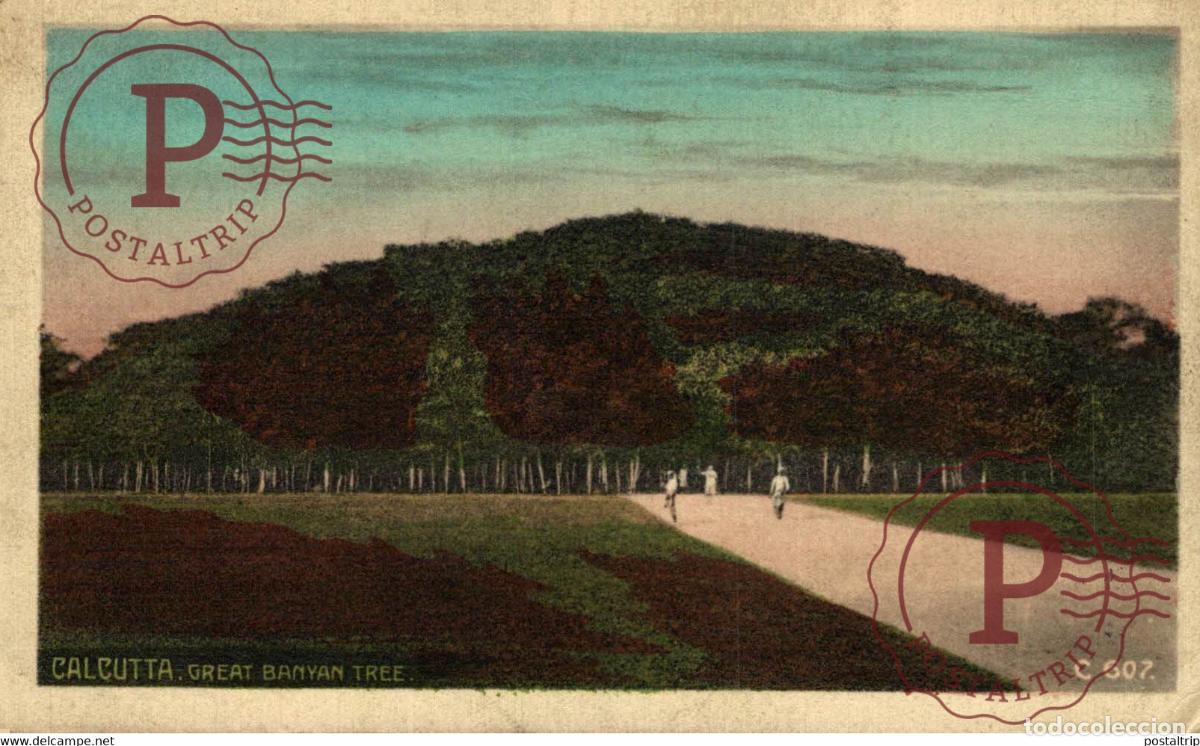 Postales: Calcuta Great Banyan Tree INDIA INDIEN INDE