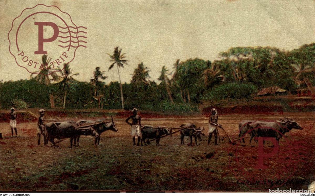 Postales: Cultivating Ricefislas INDIA INDIEN INDE