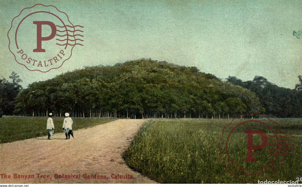 Postales: THE BANYAN TREE BOTANICAL GARDENS CALCUTTA INDIA INDIEN INDE
