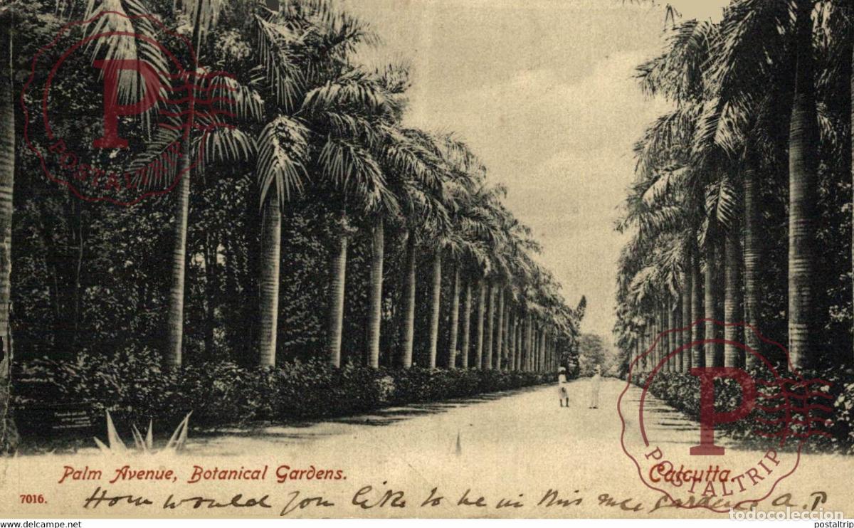Postales: PALM AVENUE BOTANICAL GARDENS CALCUTTA INDIA INDIEN INDE