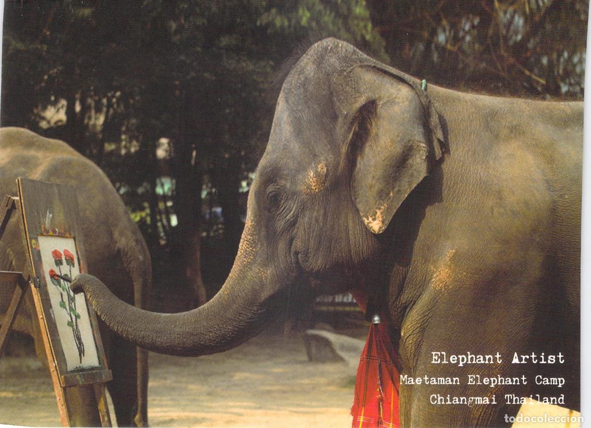 Postales: Postal Elefante Pintor en Maetaman Elephant Camp Chiang Mai Tailandia