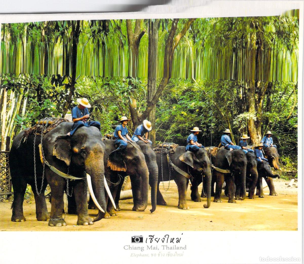 Postales: Postal de Chiang Mai Tailandia con Elefantes y Jinetes en la Selva