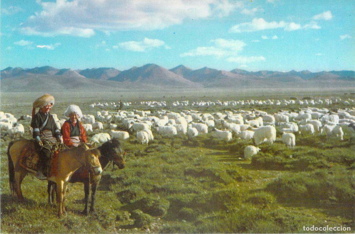 Postales: Postal Pradera Norte&ntilde;a del T&iacute;bet con Pastores y Ovejas