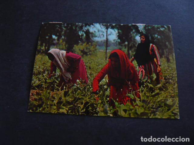 Postales: IRAK MUJER EN GRANJA POSTAL - Foto 1