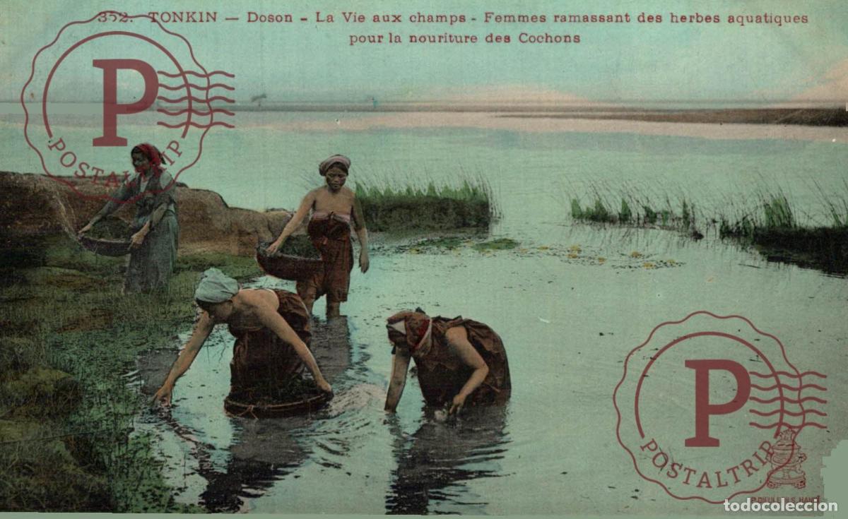 Postales: VIET-NAM - TONKIN - Doson - La vie aux champs - Femmes ramassant des herbes aqua coloris&eacute;e COCHINCH