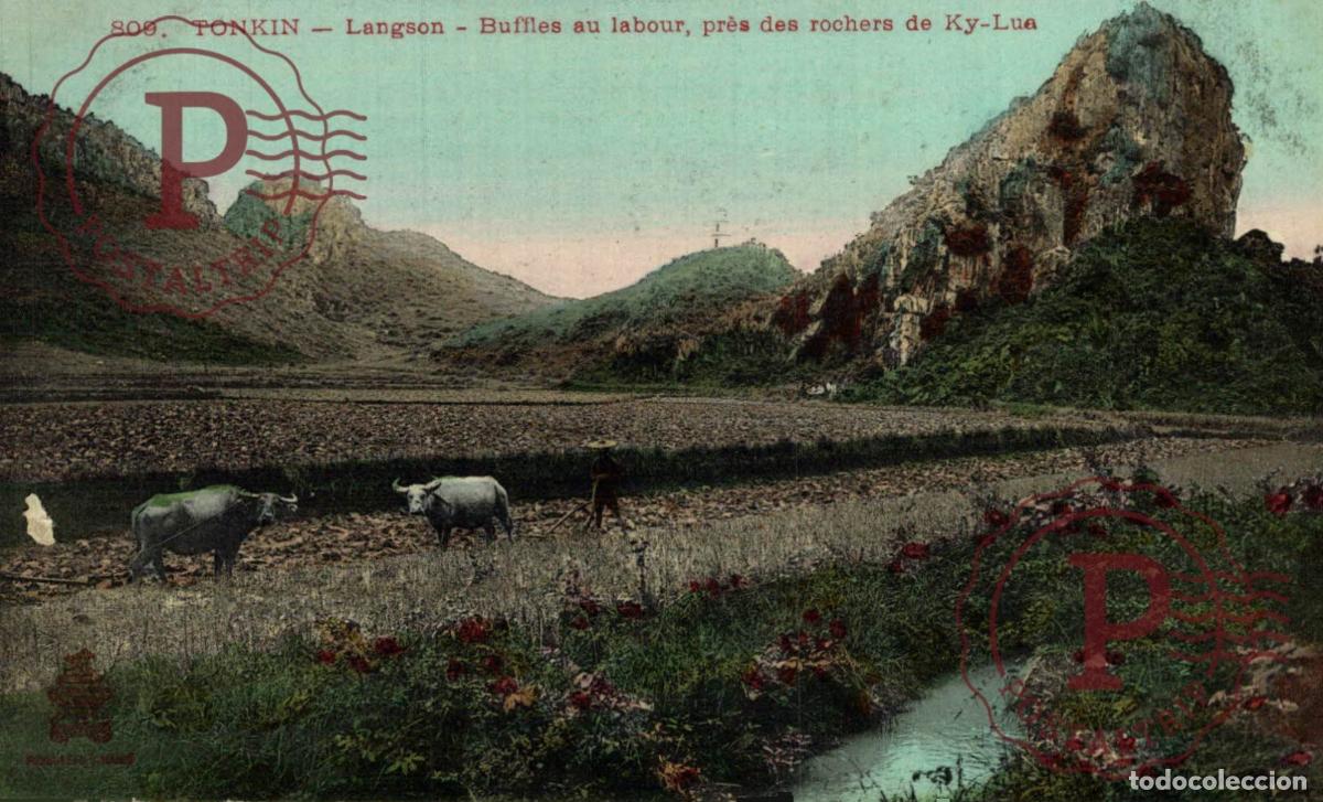 Postales: VIET-NAM - TONKIN - TONKIN LANGSON BUFFLES AU LABOUR ASIE INDOCHINE