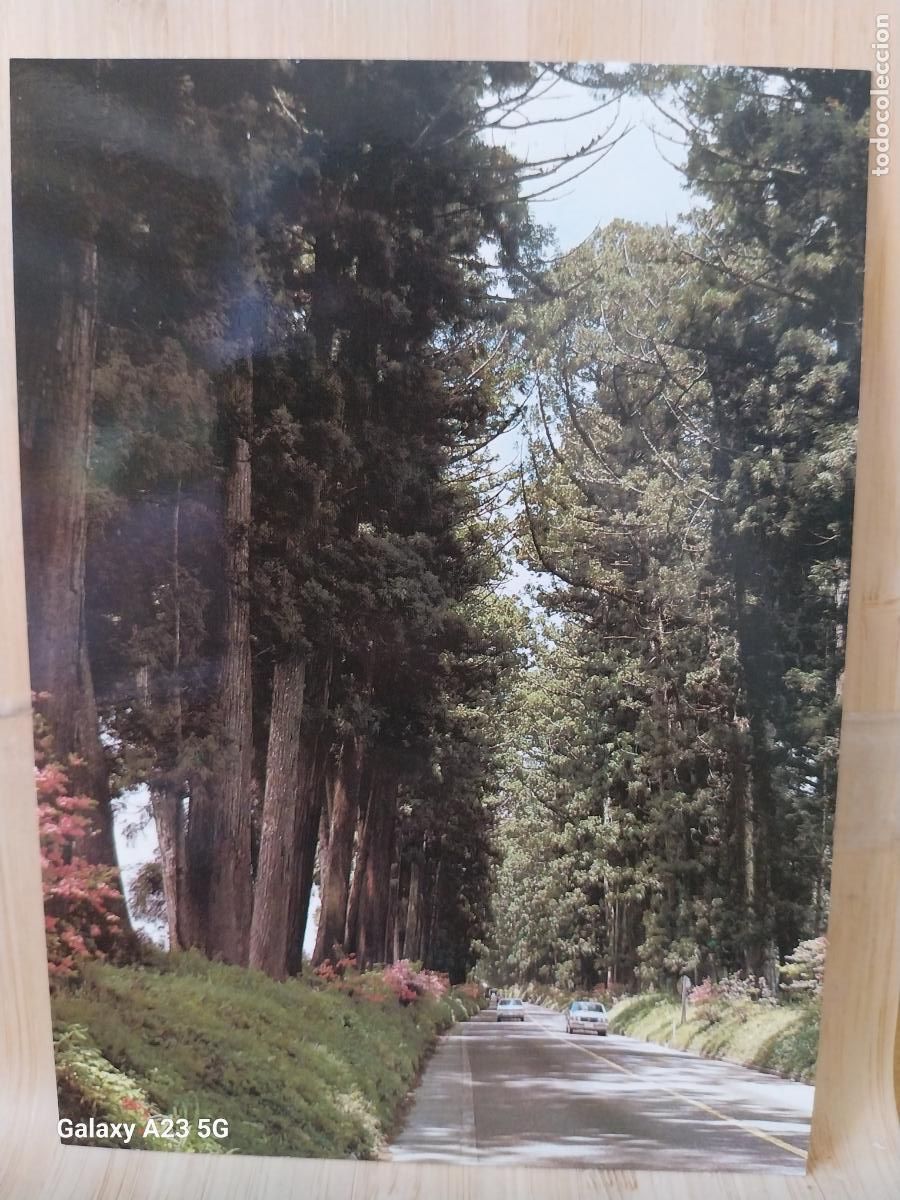 Postales: NIK KO TOSHOGU SHRINE CRYPTOMERIA AVENUE POSTAL VINTAGE SO ORIGINAL