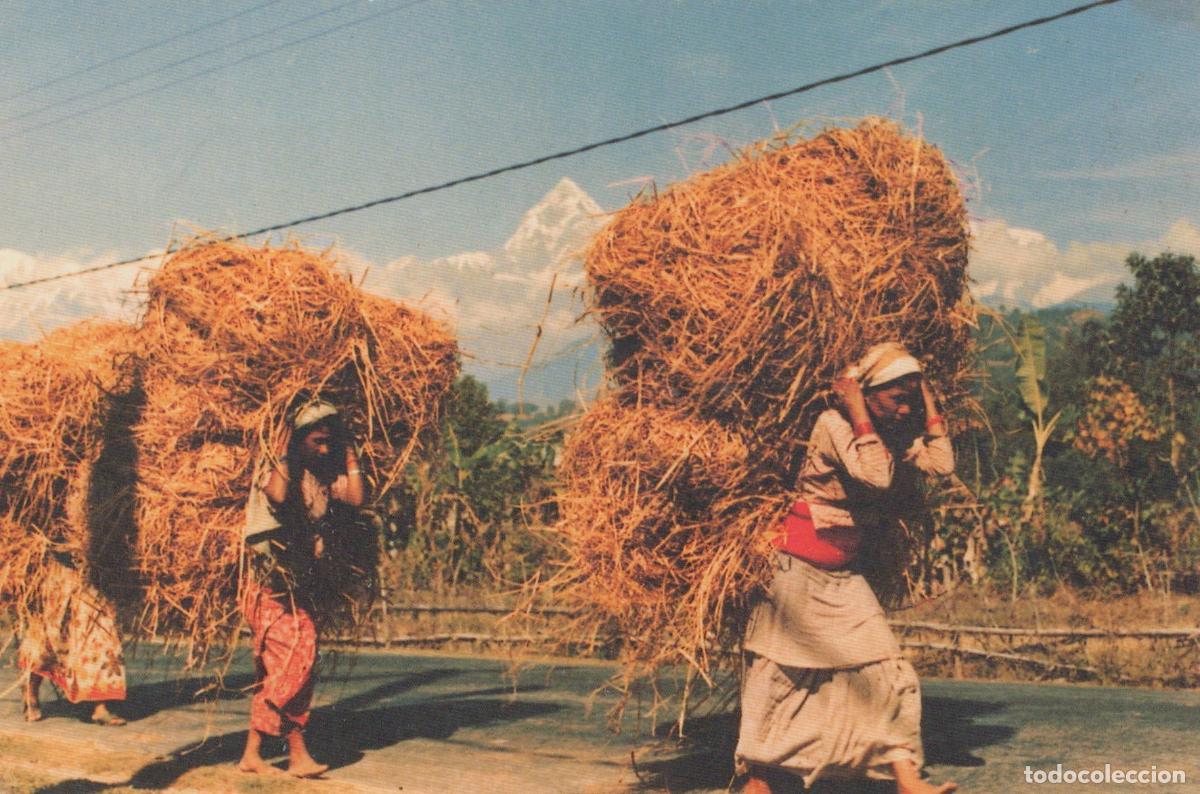Postales: Nepal Pokhara Women Carrying Hay Bales Mt Machapucheri Fish Unposted *YAM627