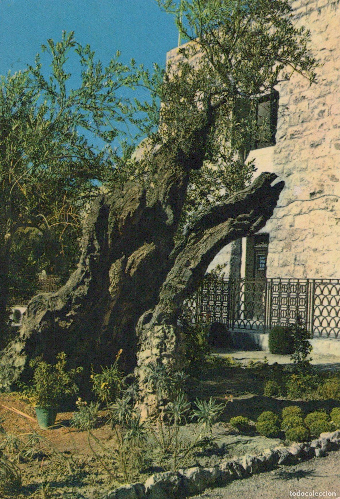Postales: Jordan Jerusalem Olive Tree in the Garden of Gethsemane Holy Unposted *YAR201