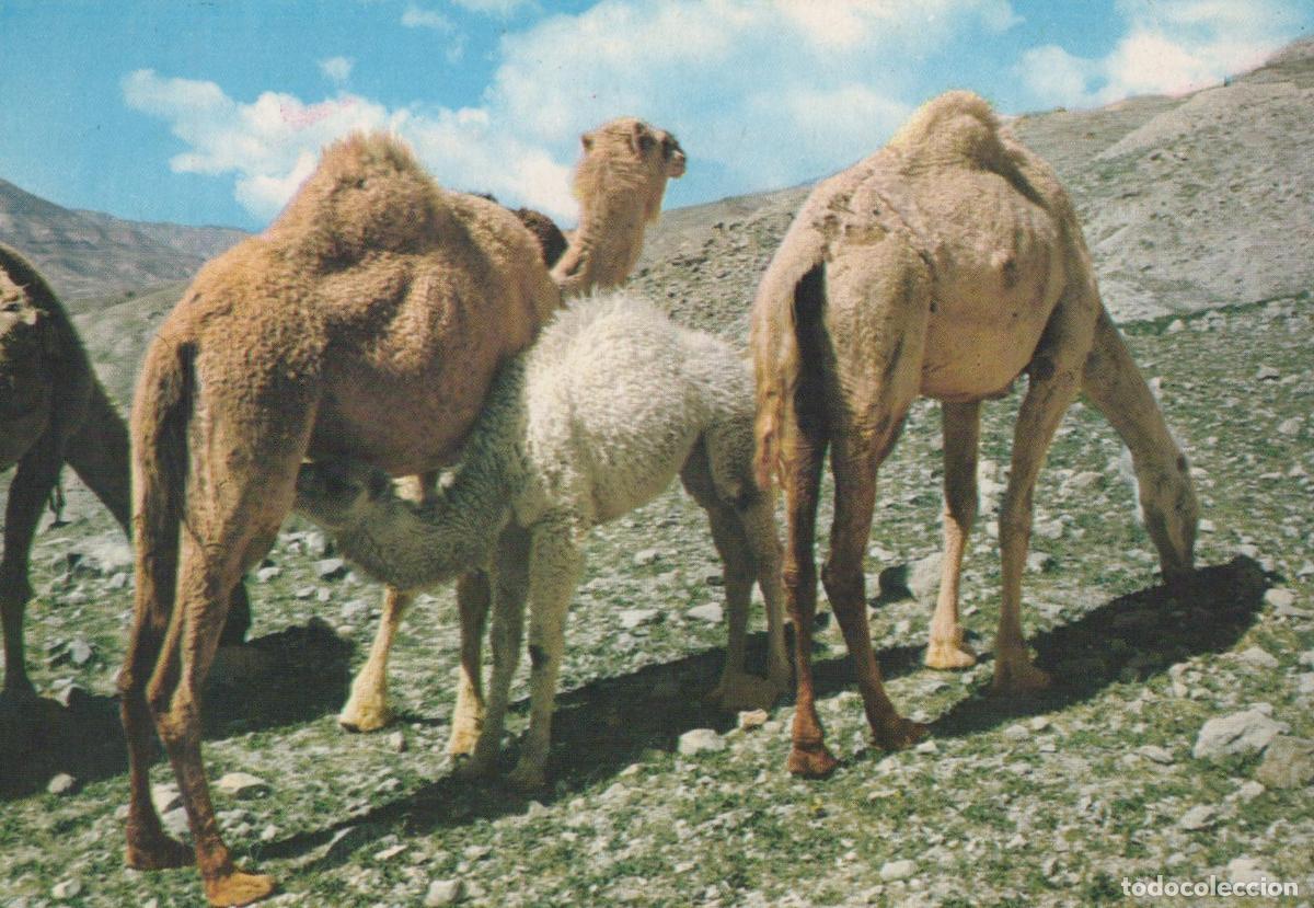 Postales: Israel Jerusalem Camels in the Desert Dromedary Animals Unposted *YAR947