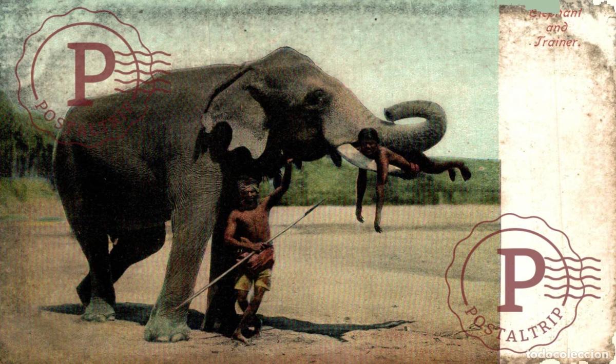 Postales: ELEPHANTS ELEPHANT AND TRAINER