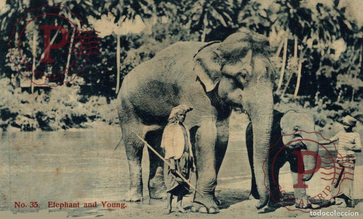 Postales: SRI LANKA CEYLON. ELEPHANT AND YOUNG
