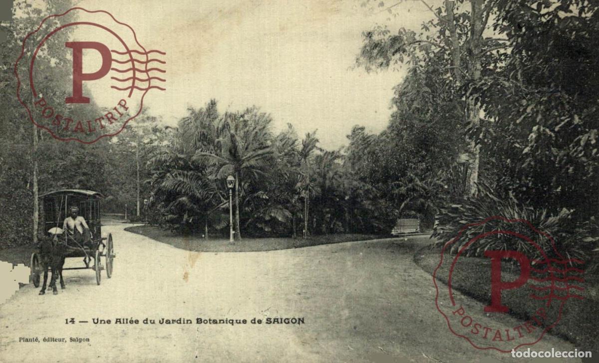 Postales: VIETNAM. SAIGON - Une all&eacute;e du jardin Botanique de Saigon