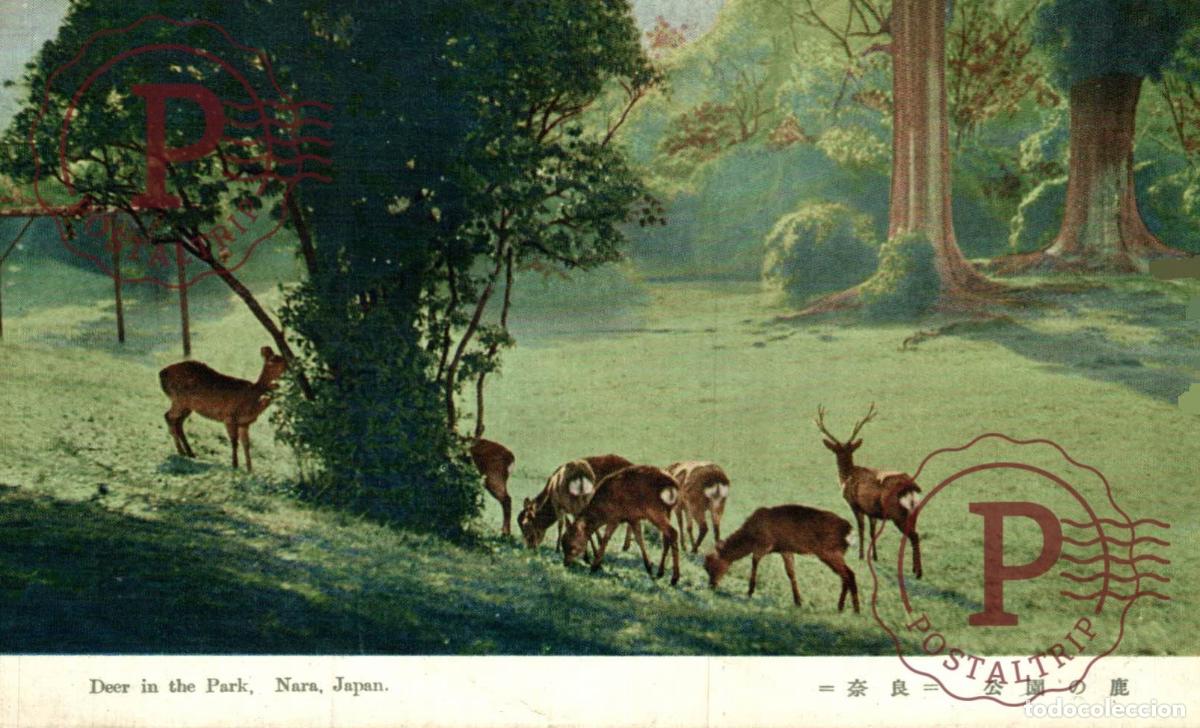 Postales: JAPON. JAPAN. DEER IN THE PARK. NARA